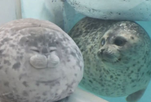 Chubby Seal 3D™ - Your Emotional Support Pillow